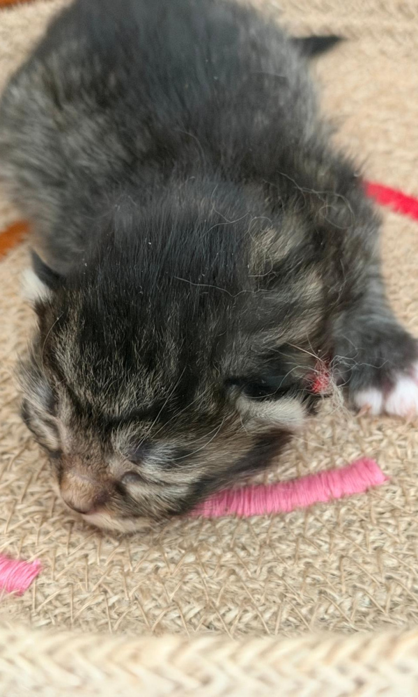 Bidou, chaton sibérien mâle