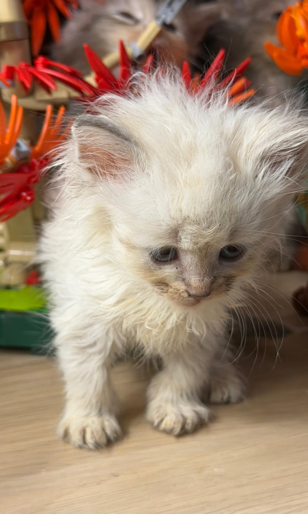 ACHEN  chaton sibérien mâle