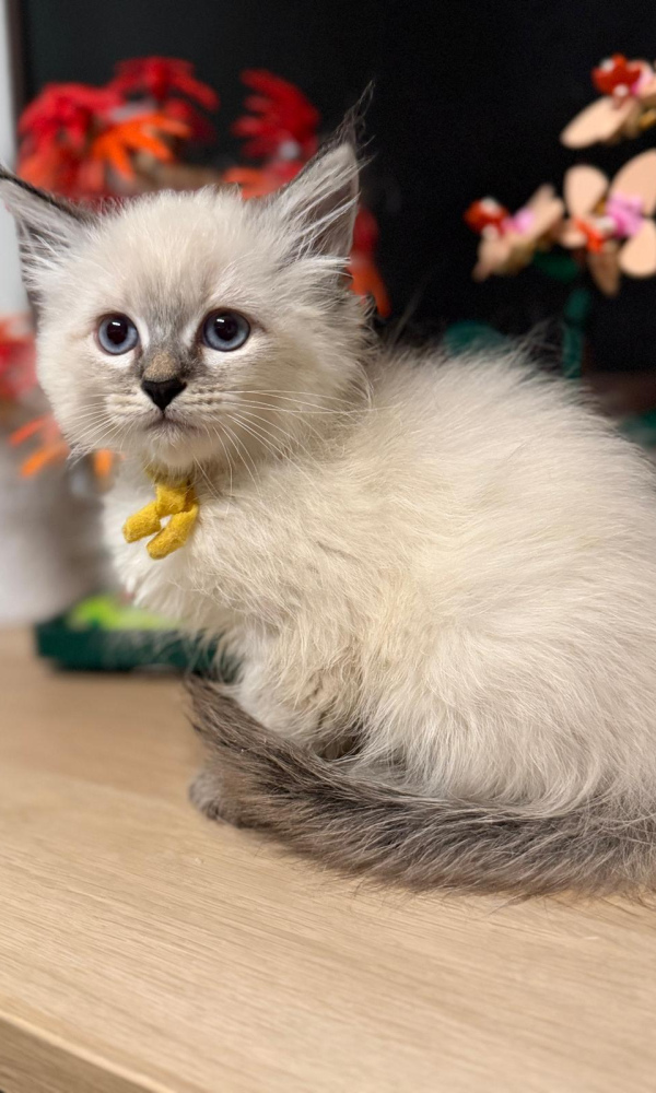 ALTESSE MOON , JAUNE, chaton sibérien