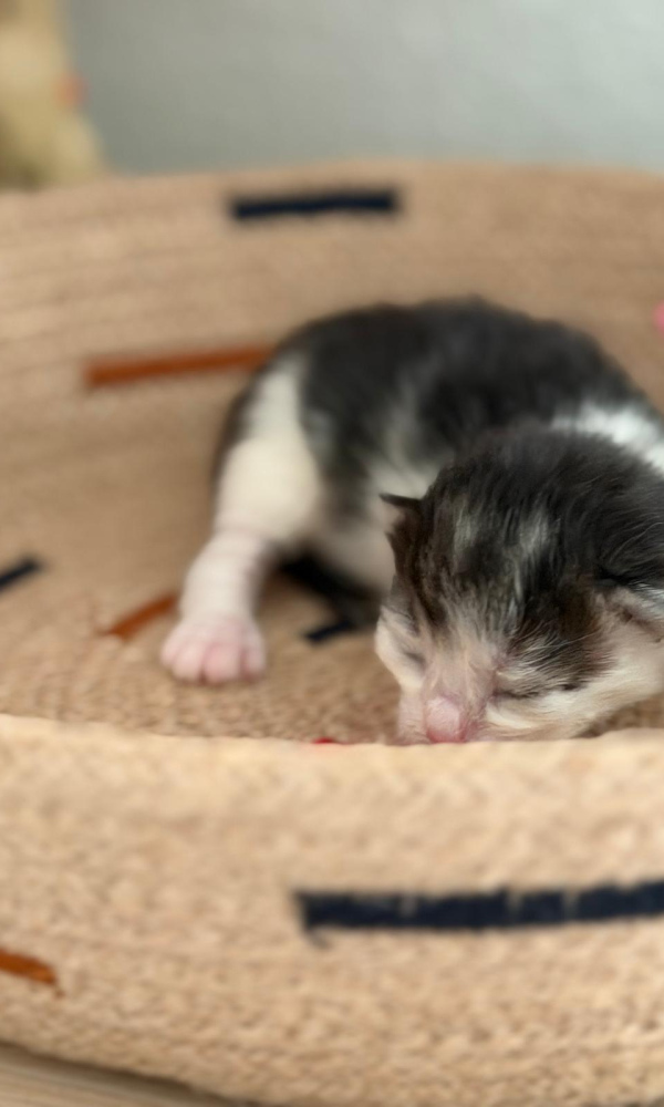 Bobo, chaton sibérien mâle