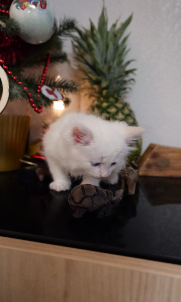 ARUA, chaton sibérien