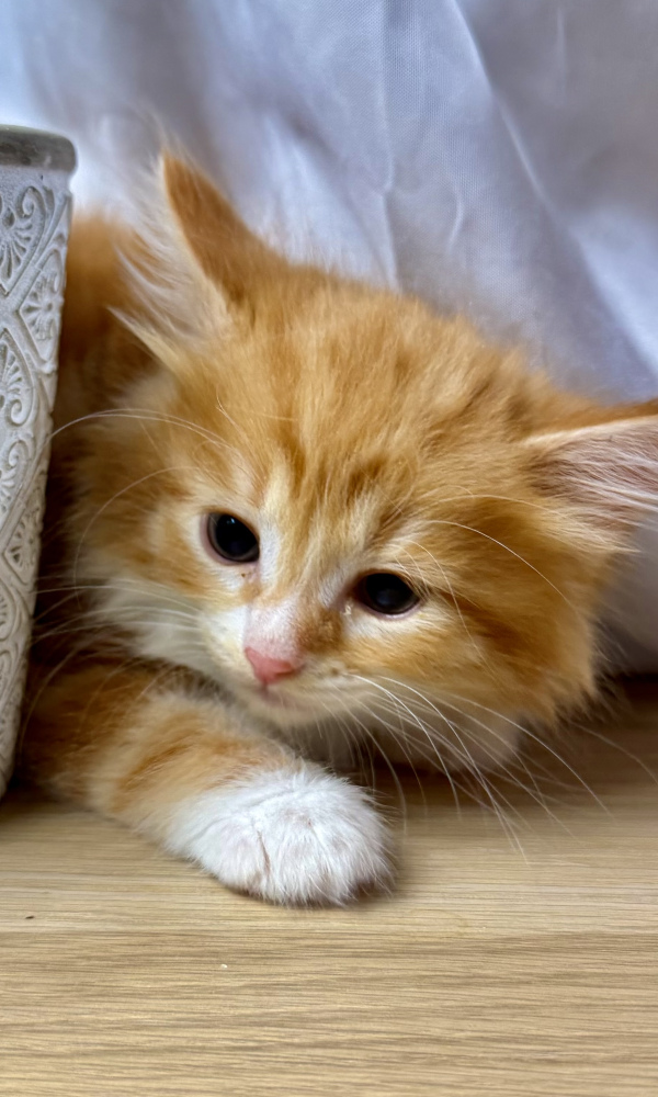 ARCHIMEDE, chaton male siberien  red et blanc