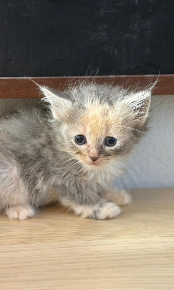 AÏHNOA, chaton siberien femelle
