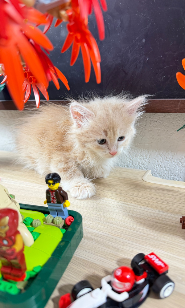 ARCHIMEDE, chaton sibérien